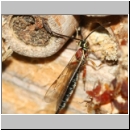 Perithous scurra - Schlupfwespe w01c 11mm det06.jpg